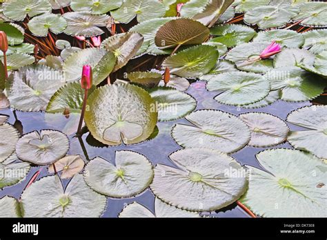 Lily Pads Floating On River Hi Res Stock Photography And Images Alamy