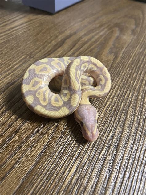 Looking For Help With Ball Python Hatchling Identification Ball