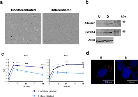 Differentiation Of Huh7 Cells Into Hepatocytes Reduces Chikv Rna