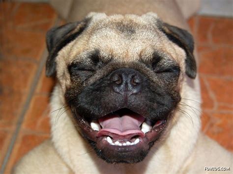 Cute Pugs Pictures Collection Sri Lanka Funny Images