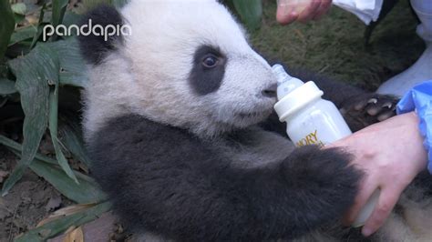 How Do Big Panda Boys Drink Their Milk Youtube