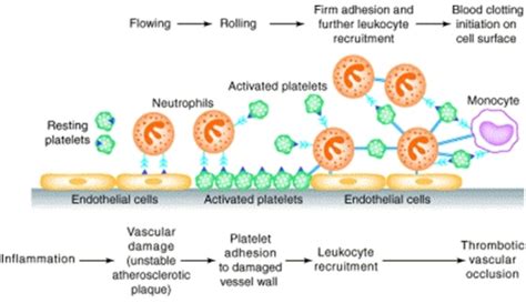 Schematic Sequence Of Interactions Between Endothelial Cells Platelets