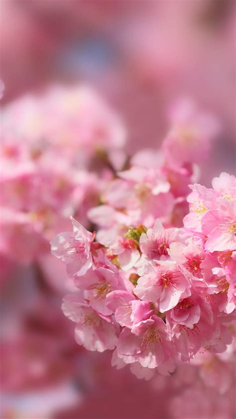 Wallpaper Sakura Blossom Spring Trees 5k Nature 17852