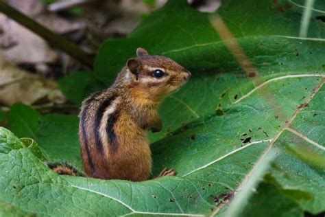 Real Chipmunks Bing Images Animals Chipmunks Squirrels