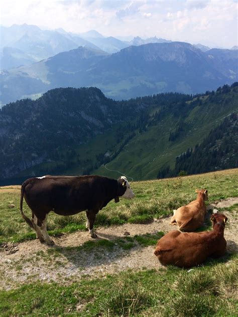 Making Real Swiss Cheese And A Hike Through The Swiss Alps Ever In