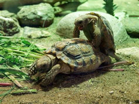 Curiosidades sobre las tortugas - Las primeras tortugas