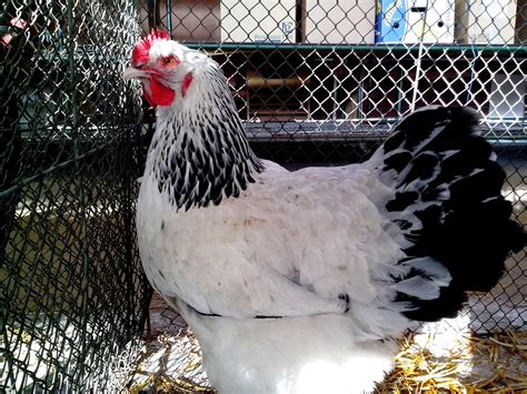 Maybe you would like to learn more about one of these? Free picture: rooster, nice, white, feathers
