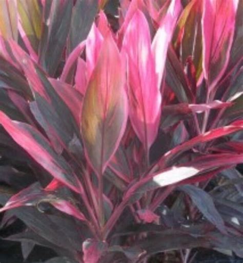Tropical Cordyline Ti Hawaiian Red Sister Houseplant Live Plant Garden