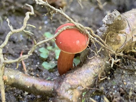 Baorangia Bicolor Bicolor Bolete Mushrooms Of Ct
