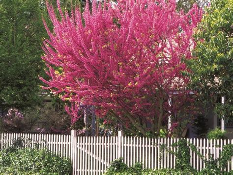 The bark of eastern redbud is brownish black and scaly. Eastern Redbud: Tree Facts and Care Info | Garden Design