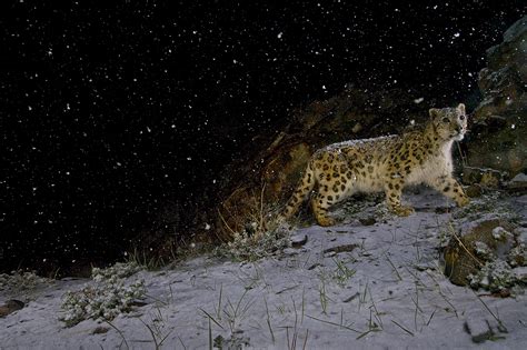 One Snow Leopard Needs A Protected Range Bigger Than Aruba