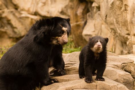 Andean Bear Cubs At National Zoo Named Wtop News