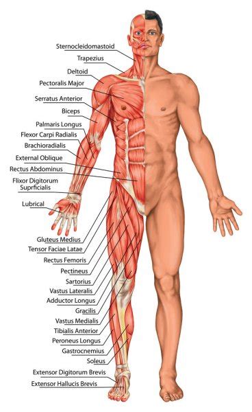 Labeled Anatomy Chart Of Full Body Male Photograph By Hank Grebe Fine