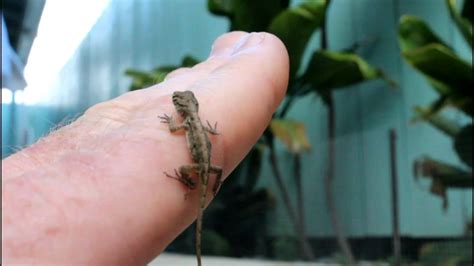 Small Lizard Gecko Pet Youtube