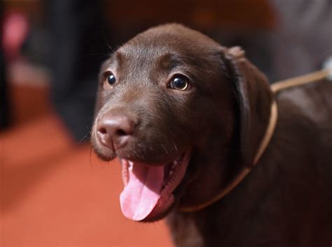 New Study Shows 10 Most Popular Dog Breeds In America