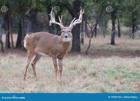 Beautiful Whitetail Buck Stock Photo Image Of Fall Animal 79999756