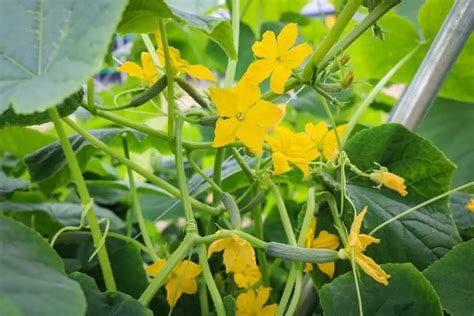 How To Increase And Encourage Female Cucumber Flowers Helpful Tips