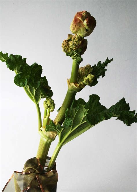 Use A Rhubarb Seed Pod As A Flower Place Into A Jar With Rocks To