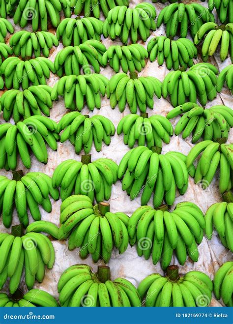 Group Of Organic Fresh Harvested Green Banana Fruits Stock Photo