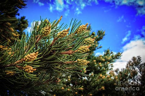 Pinyon Pine Pollen Photograph By Robert Bales Fine Art America