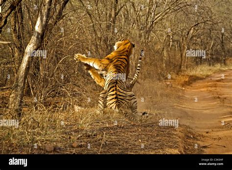 Two Tigers A Male And A Female Fighting In Ranthambhore National