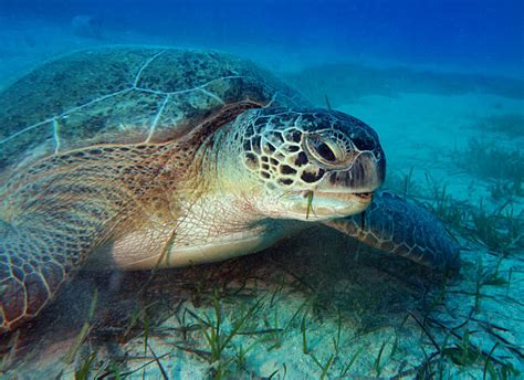 Tortuga Caguama Banco De Fotos E Imágenes De Stock Istock