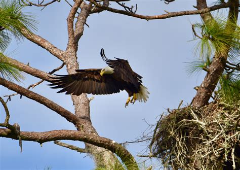 Последние твиты от leaving the nest (@_leavingthenest). Eagle Spotted Leaving the Nest - Villages-News: News ...