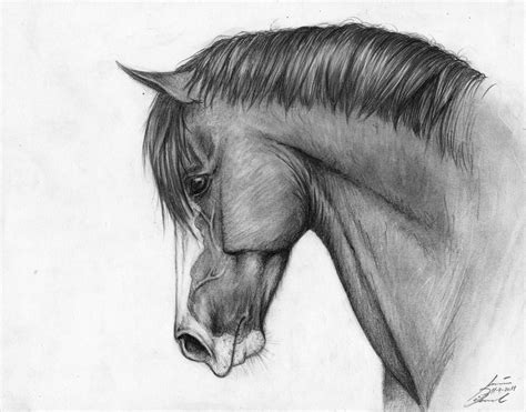 Detailed Horse Drawing At Explore Collection Of