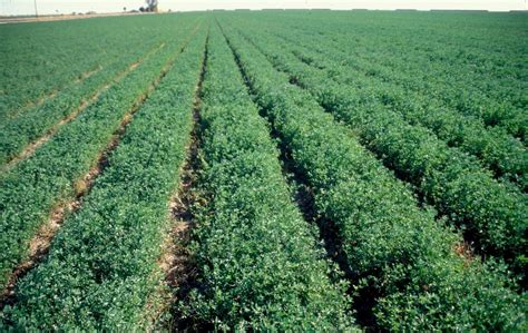 Alfalfa Diseases And Pests Description Uses Propagation