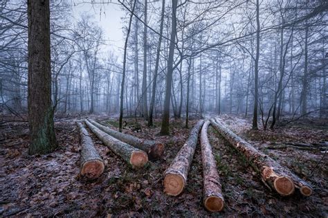 Brown Logs Wood Trees Forest Hd Wallpaper Wallpaper Flare