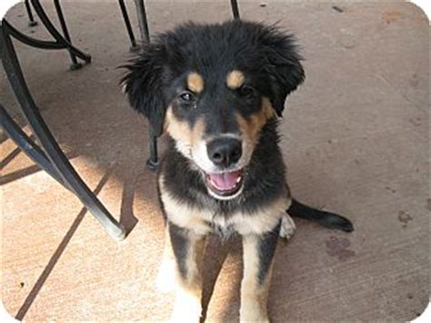 Their coat is black, brown and white. Shaloma | Adopted Puppy | Portland, ME | German Shepherd ...