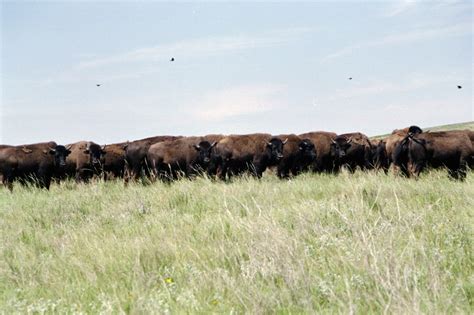 Native American Scenic Byway Standing Rock Buffalo Pasture Picryl Public Domain Media