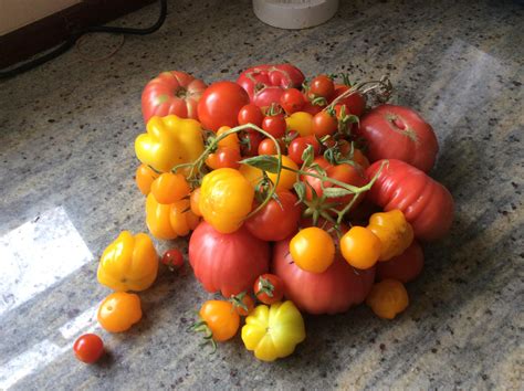 First Harvest Of Tomatoes Rgardening