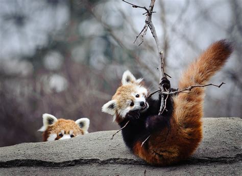 Red Panda Red Pandas Photo 30357314 Fanpop