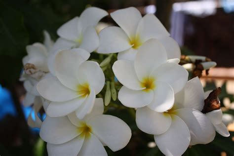 White Flowers Beautiful Flowers Pretty Flowers White Flowers