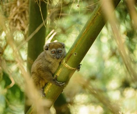 Eastern Lesser Bamboo Lemur Closeup Marojejy Madagascar In A Rare