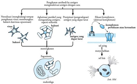 Pembentukan Antigen Dan Antibodi Mekanisme Proses