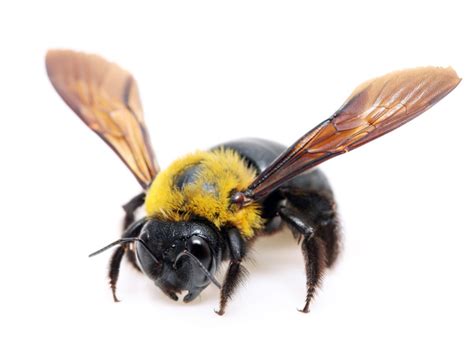 Carpenter Bee Repellent How To Get Rid Of Carpenter Bees
