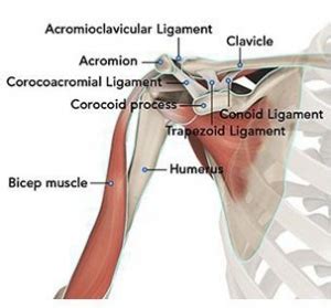 Scapula Disorders And Snapping Scapula Dr Groh