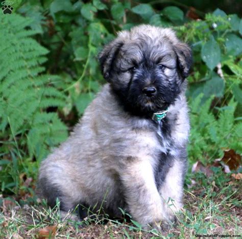 They were originally used for general farm work including cattle droving, sheep herding, and cart pulling, and nowadays as guard dogs and police dogs, as well as being kept as pets. Watson - Bouvier des Flandres Puppy For Sale in Pennsylvania