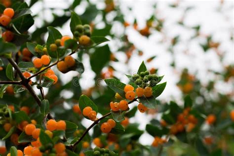 Orange Berries On The Bushes Non Edible Bush Fruit Decorative Plants