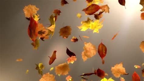 Leaves Falling Animation Videos And Hd Footage Getty Images