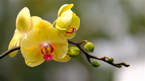 Hd Flower Wallpapers 1080p With Yellow Orchid Hd Wallpapers