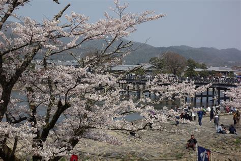 Sakura Or Cherry Blossoms Trainstune In Nagoya