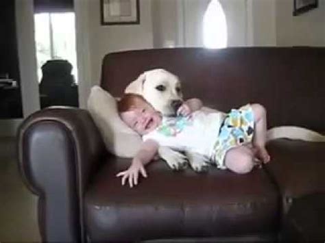 Perros Cuidando De Los Bebes Youtube