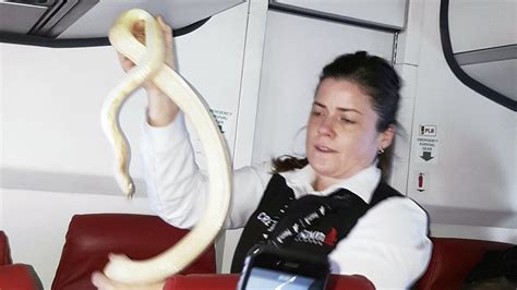 Snake Found On A Plane Yes Really Snake On A Plane Bbc Newsbeat