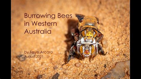 Dawsons Burrowing Bees By Faye Arcaro Youtube