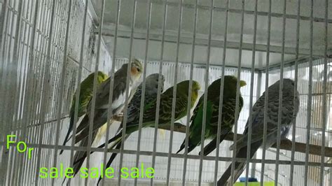 Land hub pakistan offering the highest levels of real estate service in pakistan. Birds for Sale in Lahore - YouTube