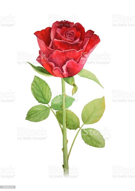 Bunga Mawar Merah Di Tangkai Lukisan Cat Air Ilustrasi Stok Unduh