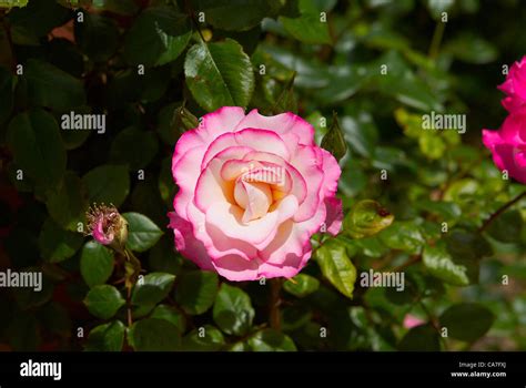 Beautiful Pink Rose Sunny Afternoon In The Garden Stock Photo Alamy